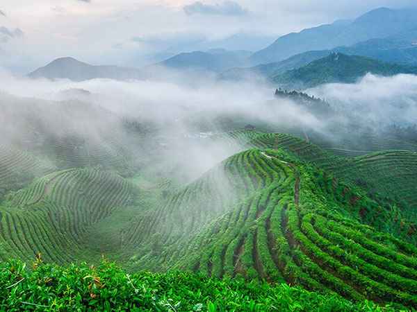 云霧繚繞、生態(tài)、有機茶園一角